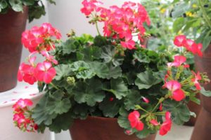 Day 1 - California Spring Trials 2017