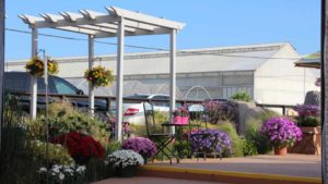 California Spring Trials Day Five: Notable New Plant Varieties from Ball Horticultural Company and GroLink