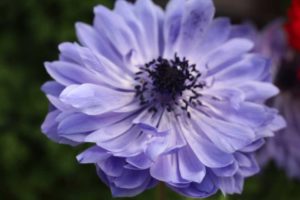 California Spring Trials: Day Three