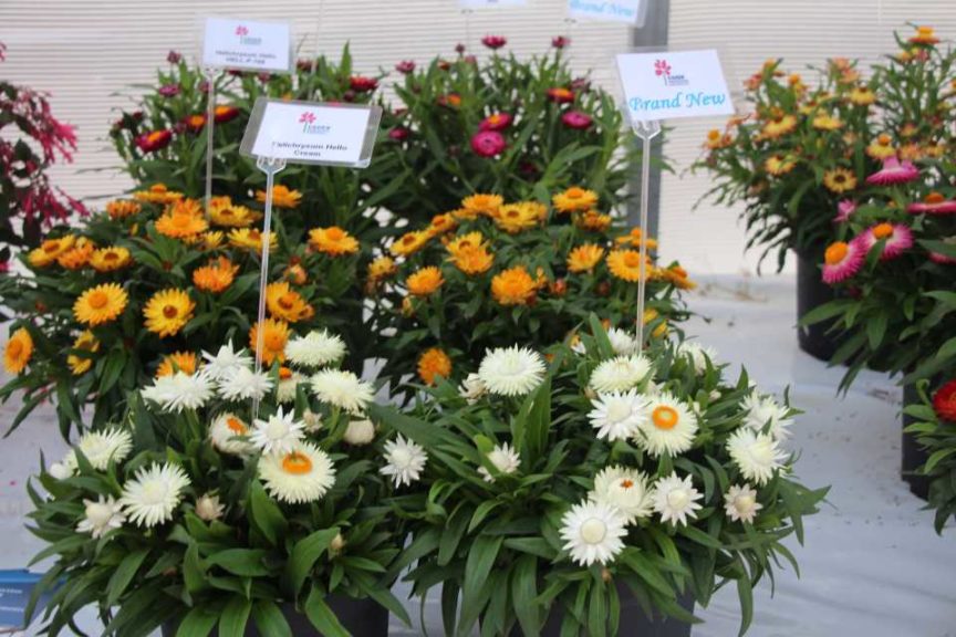 Day Four - California Spring Trials 2017