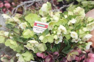 Day 2 - California Spring Trials 2017