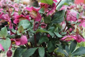 Day 2 - California Spring Trials 2017