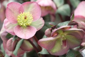 Day 2 - California Spring Trials 2017