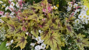 CAST 2017: Dr. A’s Top 5 Picks From Danziger, Syngenta Flowers, and Proven Winners