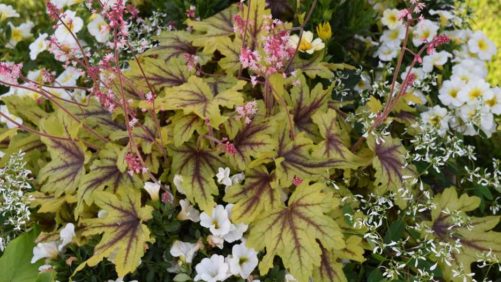 CAST 2017: Dr. A’s Top 5 Picks From Danziger, Syngenta Flowers, and Proven Winners