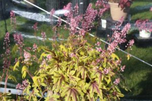 Day 1 - California Spring Trials 2017