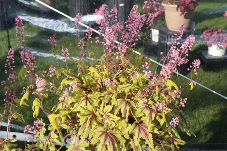 Day 1 - California Spring Trials 2017