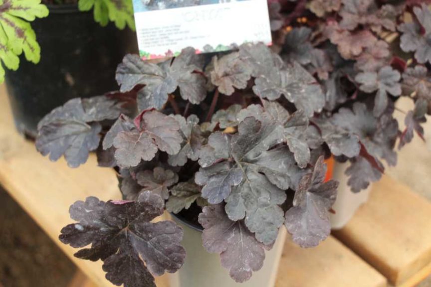 Day Four - California Spring Trials 2017