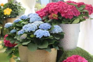 Day Four - California Spring Trials 2017