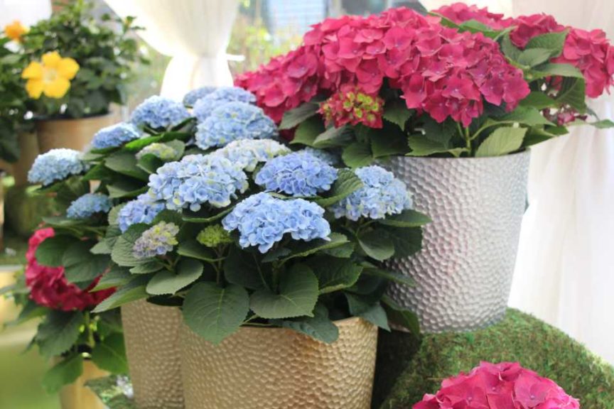 Day Four - California Spring Trials 2017