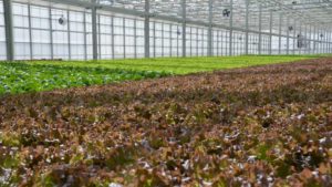 Catch Up on the Fundamentals of Hydroponic Vegetable Production