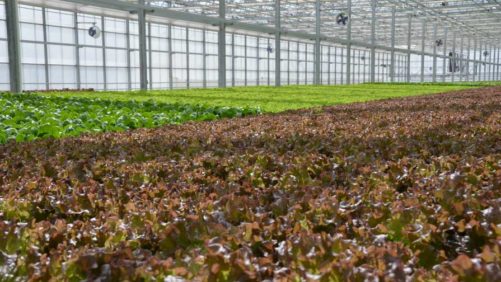 How You Can Become a Certified Plant Health Professional