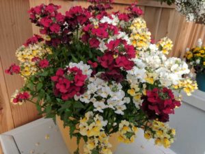 Cool Combos - Editor's Choice