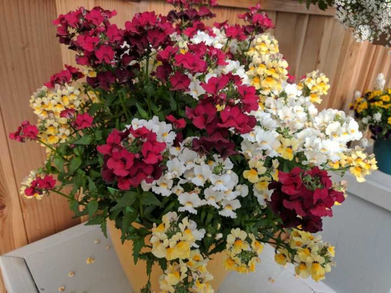 Cool Combos - Editor's Choice