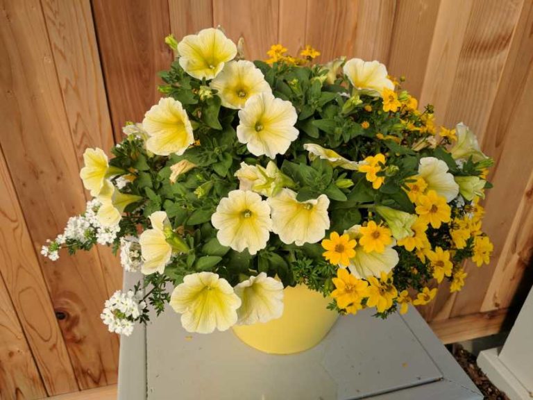 Cool Combos - Editor's Choice