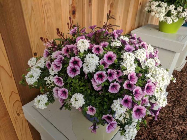 Cool Combos - Editor's Choice