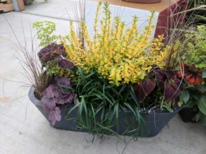 Cool Combos - Editor's Choice