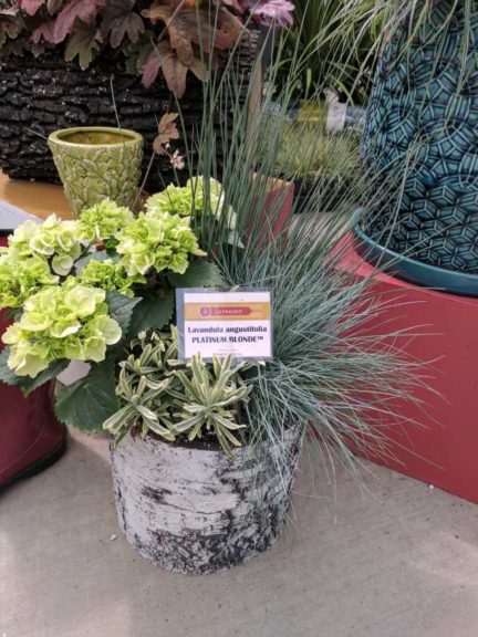 Cool Combos - Editor's Choice