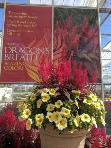 Cool Combos - Editor's Choice