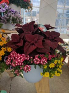 Cool Combos - Editor's Choice