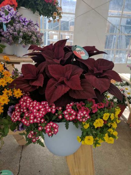 Cool Combos - Editor's Choice