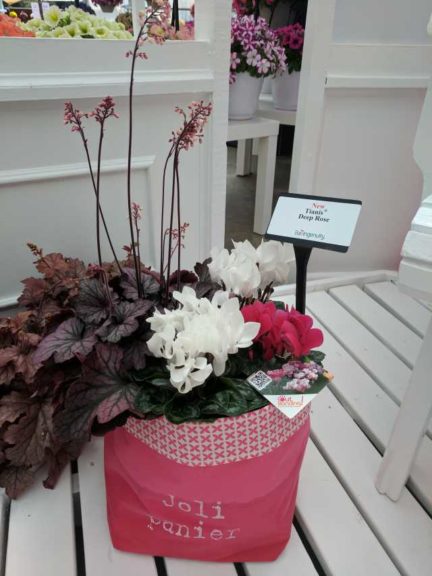 Cool Combos - Editor's Choice