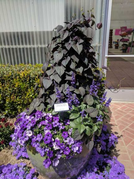 Cool Combos - Editor's Choice