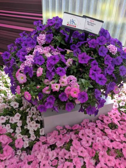 Cool Combos - Editor's Choice