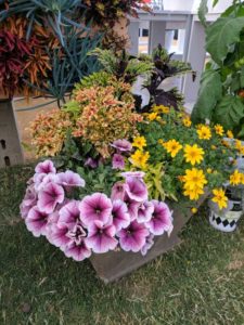 Cool Combos - Editor's Choice