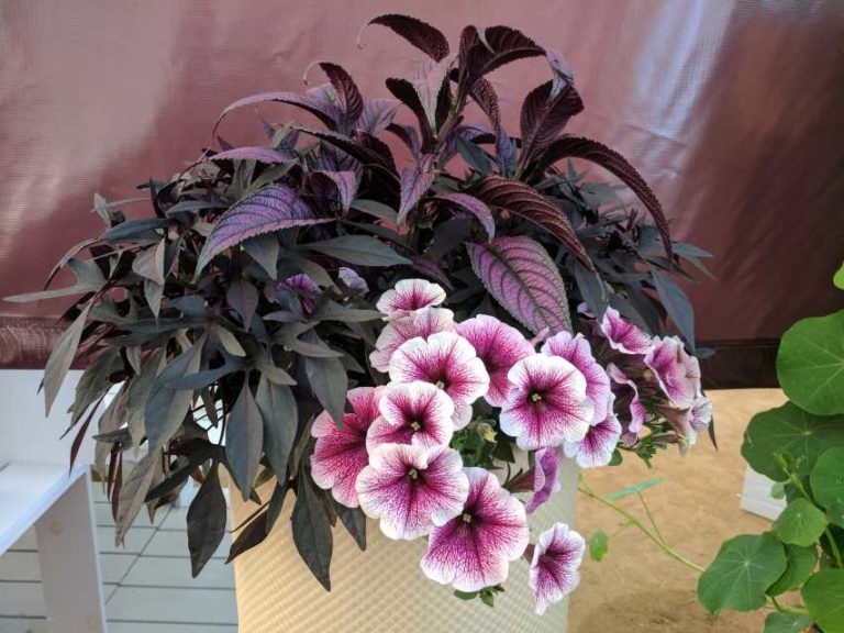 Cool Combos - Editor's Choice