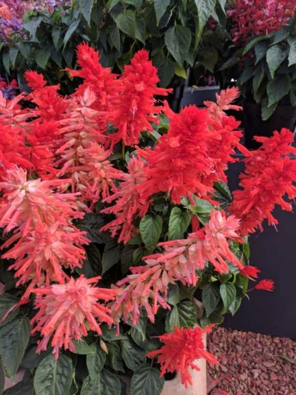 Cool Combos - Editor's Choice