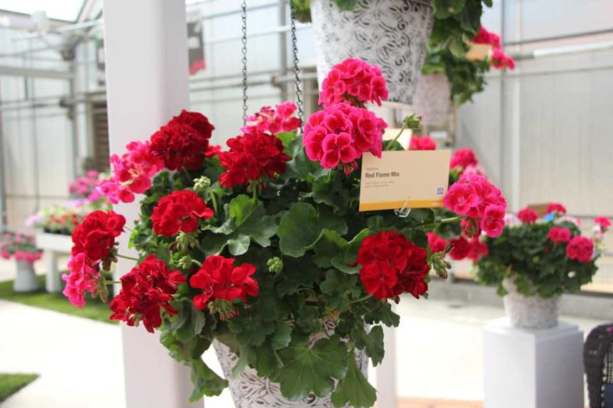 Cool Combos - Editor's Choice