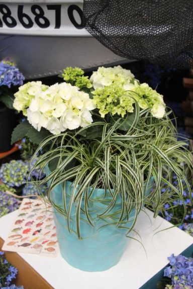 Cool Combos - Editor's Choice