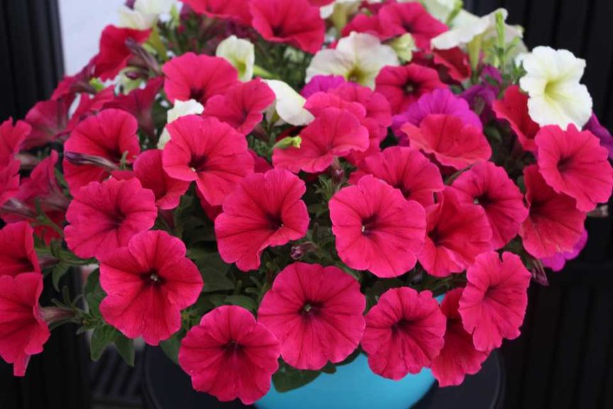 Cool Combos - Editor's Choice