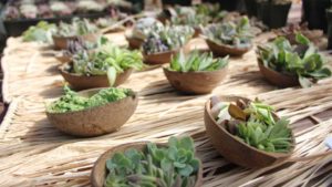 Takii’s New Breeding Efforts; Sakata Seed America Turns 40; Westhoff Discovers New Constellation; Gediflora Adds Chocolates