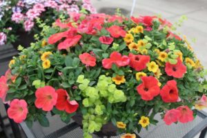 Cool Combos - Editor's Choice