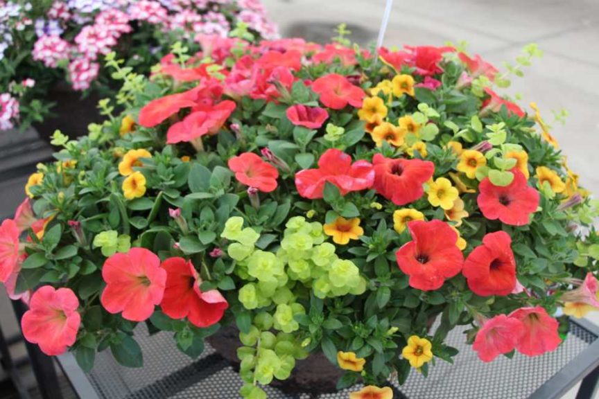 Cool Combos - Editor's Choice