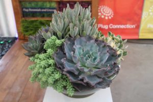 Cool Combos - Editor's Choice