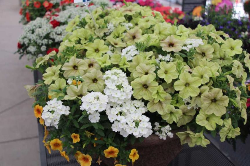 Cool Combos - Editor's Choice