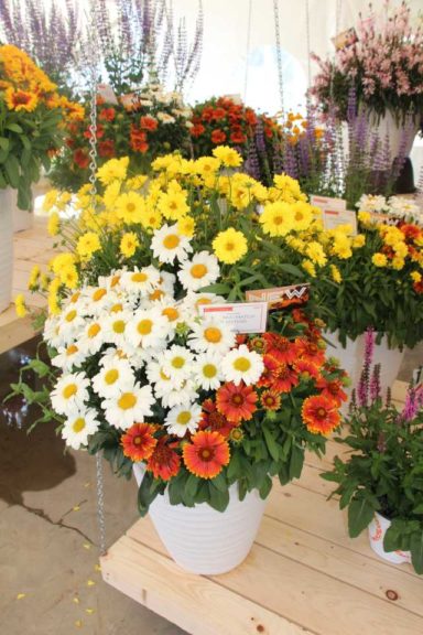 Cool Combos - Editor's Choice