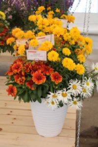 Cool Combos - Editor's Choice