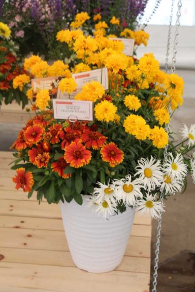 Cool Combos - Editor's Choice