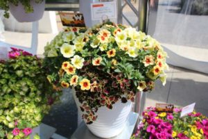 Cool Combos - Editor's Choice