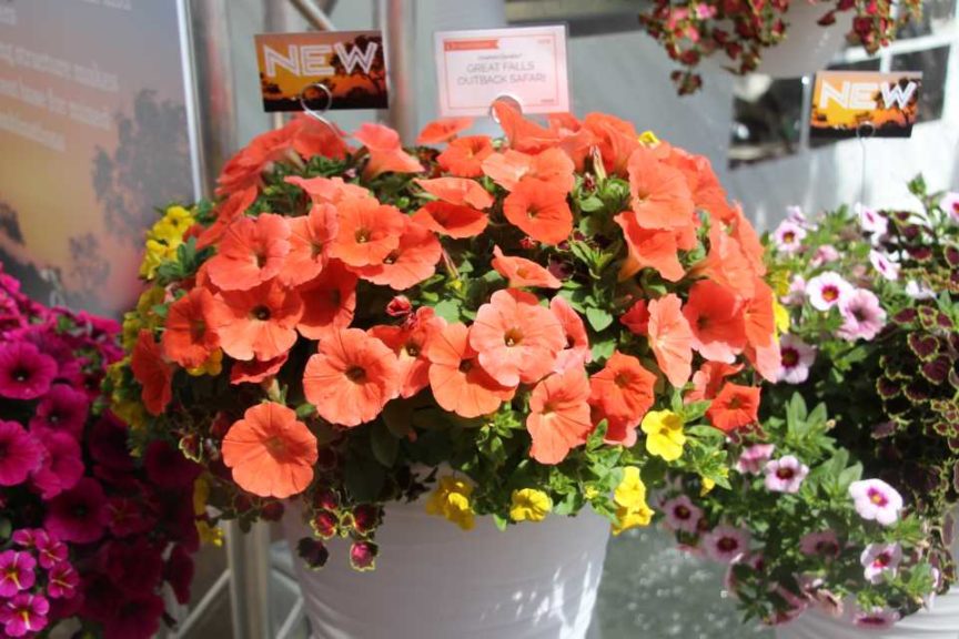 Cool Combos - Editor's Choice