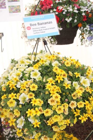 Cool Combos - Editor's Choice