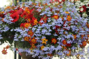 Cool Combos - Editor's Choice