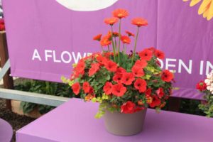 Cool Combos - Editor's Choice