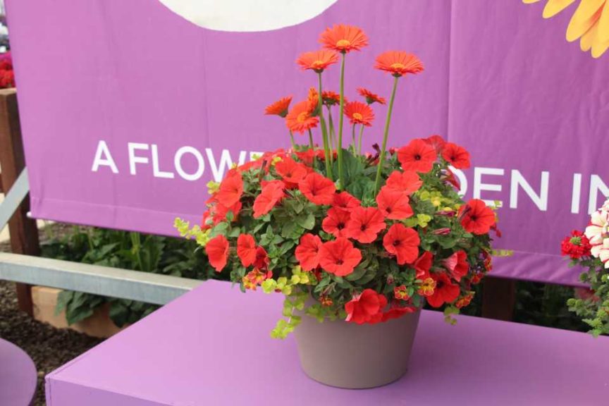 Cool Combos - Editor's Choice