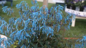 Hort Couture Wows With Farm to Table; Florist Holland Reveals Gerbera Benefits; Suntory Opens URC Options; PlantHaven’s Death Stars