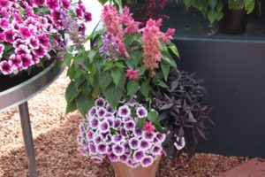 Cool Combos - Editor's Choice